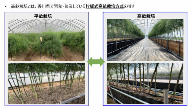 腰のヘルニアでアスパラの収穫作業がきついです。自動収穫ロボットを
